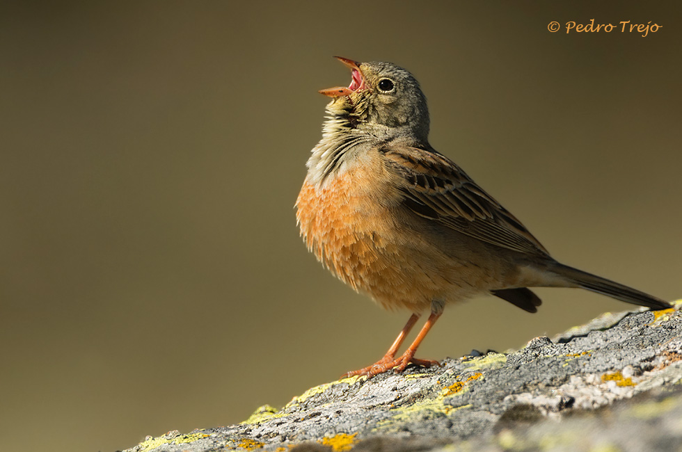 Escribano hortelano (Emberiza hortulana)